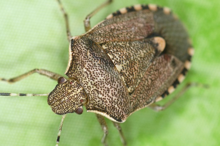 Pentatomidae: Holcostethus albipes della Croazia